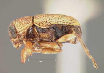 Media type: image; Entomology 8667   Aspect: habitus lateral view